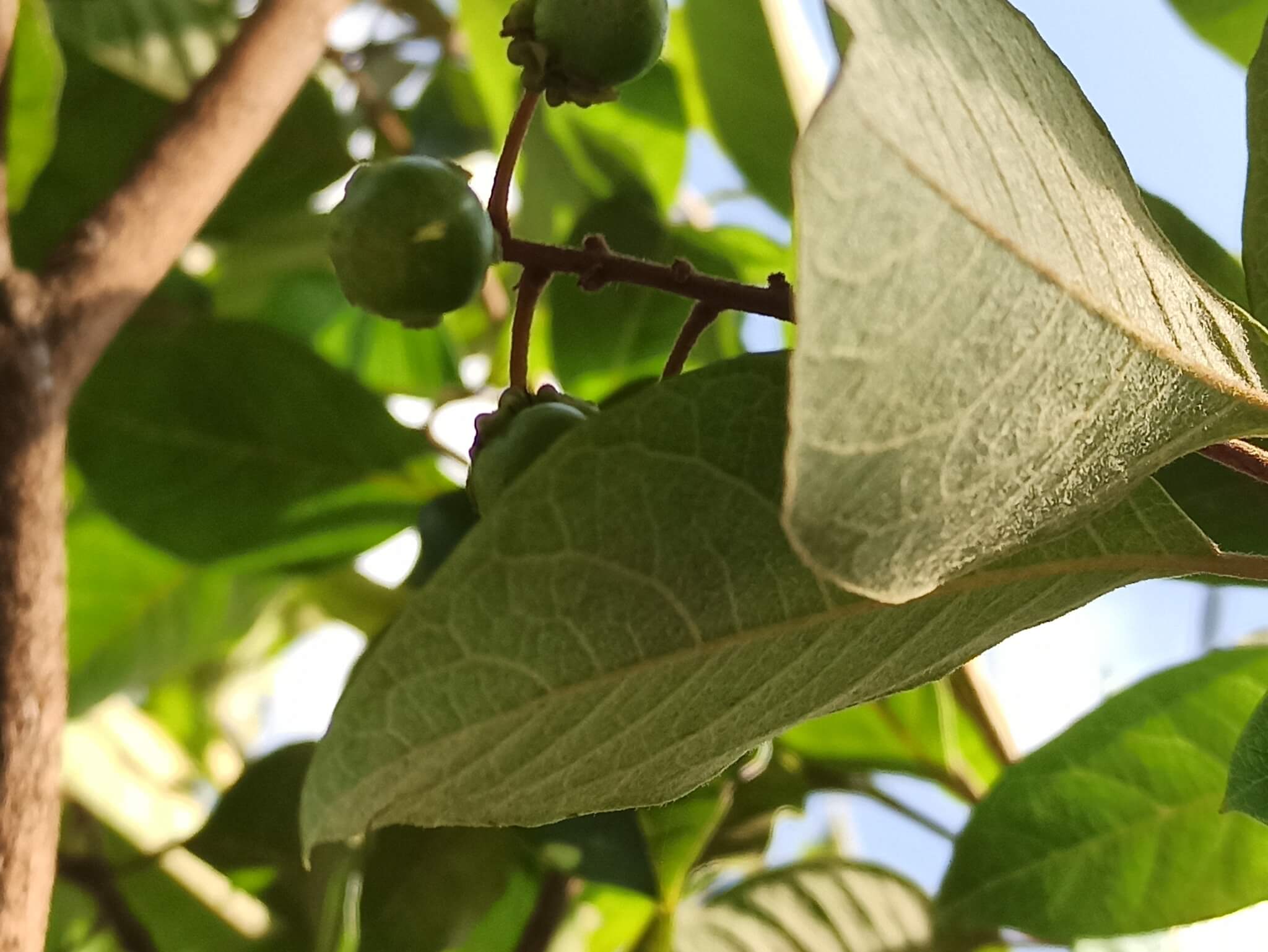 Byrsonima crassifolia